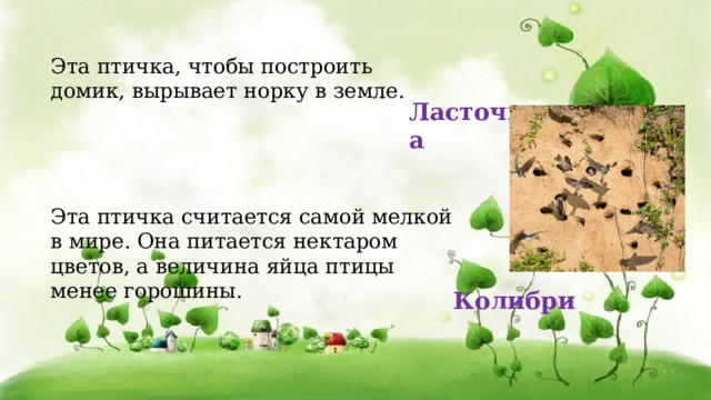 Эта птичка, чтобы построить домик, вырывает норку в земле. Ласточка  Эта птичка считается самой мелкой в мире. Она питается нектаром цветов, а величина яйца птицы менее горошины. Колибри 