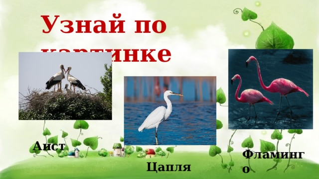 Узнай по картинке Аист Фламинго Цапля  