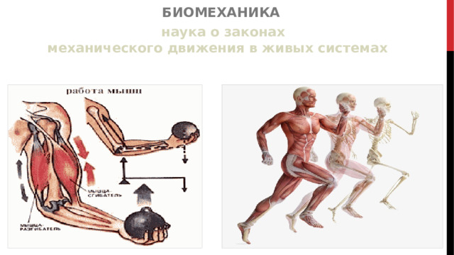 БИОМЕХАНИКА наука о законах  механического движения в живых системах 