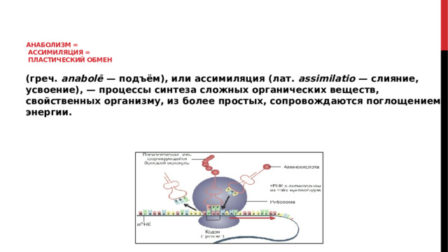Анаболизм =  ассимиляция =  пластический обмен (греч. anabolē — подъём), или ассимиляция (лат. assimilatio — слияние, усвоение), — процессы синтеза сложных органических веществ, свойственных организму, из более простых, сопровождаются поглощением энергии. 