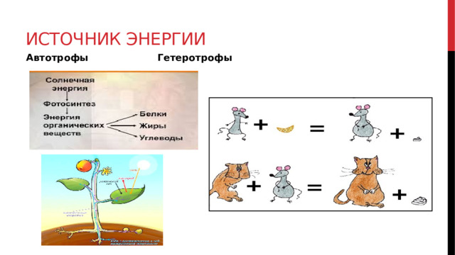 Источник энергии Автотрофы Гетеротрофы 