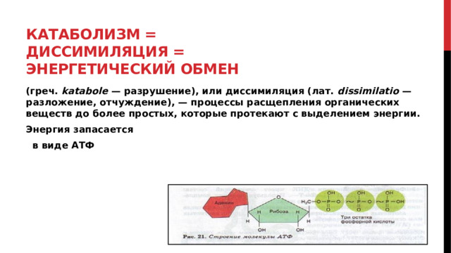 Катаболизм =  диссимиляция =  энергетический обмен (греч. katabole — разрушение), или диссимиляция (лат. dissimilatio — разложение, отчуждение), — процессы расщепления органических веществ до более простых, которые протекают с выделением энергии. Энергия запасается  в виде АТФ 