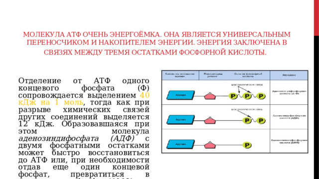 Молекула АТФ очень энергоёмка. Она является универсальным переносчиком и накопителем энергии. Энергия заключена в связях между тремя остатками фосфорной кислоты.  Отделение от АТФ одного концевого фосфата (Ф) сопровождается выделением 40 кДж на 1 моль , тогда как при разрыве химических связей других соединений выделяется 12 кДж. Образовавшаяся при этом молекула аденозиндифосфата (АДФ) с двумя фосфатными остатками может быстро восстановиться до АТФ или, при необходимости отдав еще один концевой фосфат, превратиться в аденозинмонофосфат (АМФ) . 