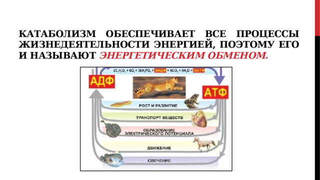 Катаболизм обеспечивает все процессы жизнедеятельности энергией, поэтому его и называют энергетическим обменом . 
