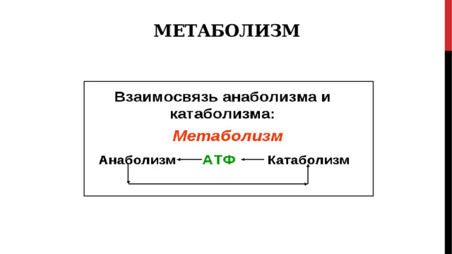 метаболизм 