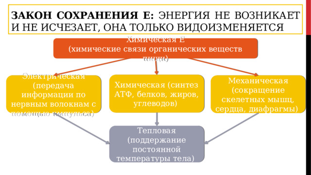 Закон сохранения Е: энергия не возникает и не исчезает, она только видоизменяется Химическая Е (химические связи органических веществ пищи) Химическая (синтез АТФ, белков, жиров, углеводов) Электрическая (передача информации по нервным волокнам с помощью импульса) Механическая (сокращение скелетных мышц, сердца, диафрагмы) Тепловая (поддержание постоянной температуры тела) 