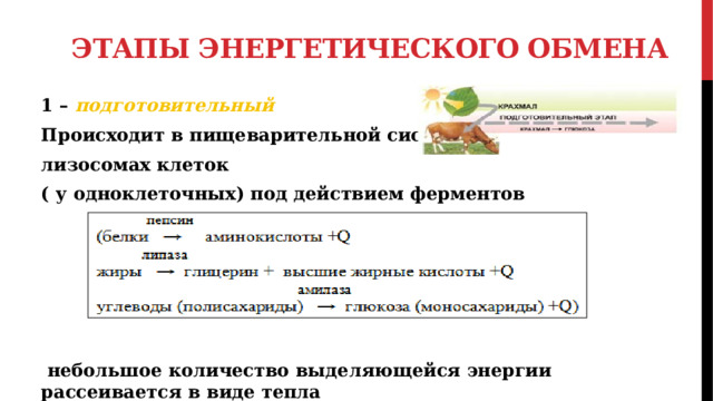 Этапы энергетического обмена 1 – подготовительный Происходит в пищеварительной системе и лизосомах клеток ( у одноклеточных) под действием ферментов       небольшое количество выделяющейся энергии рассеивается в виде тепла 