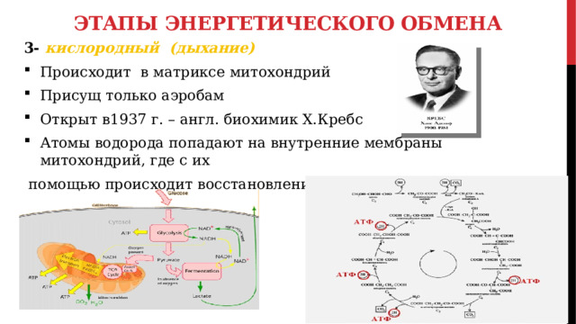 Этапы энергетического обмена 3- кислородный (дыхание) Происходит в матриксе митохондрий Присущ только аэробам Открыт в1937 г. – англ. биохимик Х.Кребс Атомы водорода попадают на внутренние мембраны митохондрий, где с их  помощью происходит восстановление АТФ 