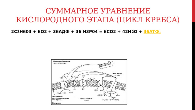 Суммарное уравнение кислородного этапа (цикл Кребса) 2C 3 H603 + 6O2 + 36АДФ + 36 H3P04 = 6CO2 + 42H 2 O + 36АТФ.  