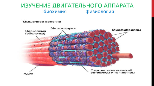 ИЗУЧЕНИЕ ДВИГАТЕЛЬНОГО АППАРАТА  биохимия   физиология 
