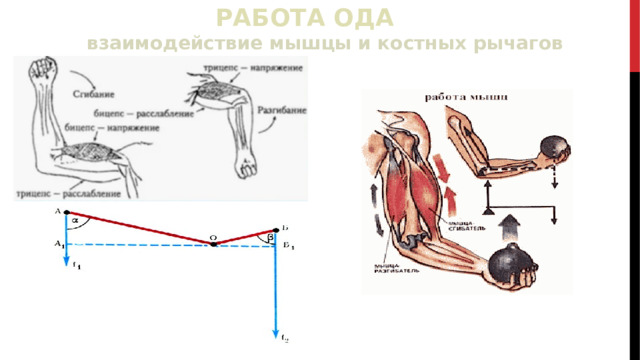 РАБОТА ОДА   взаимодействие мышцы и костных рычагов 