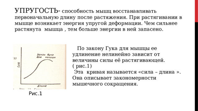 УПРУГОСТЬ- способность мышц восстанавливать первоначальную длину после растяжения. При растягивании в мышце возникает энергия упругой деформации. Чем сильнее растянута мышца , тем больше энергии в ней запасено.  По закону Гука для мышцы ее удлинение нелинейно зависит от величины силы её растягивающей.( рис.1)  Эта кривая называется «сила – длина ». Она описывает закономерности мышечного сокращения. Рис.1 