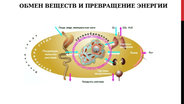 Обмен веществ и превращение энергии 