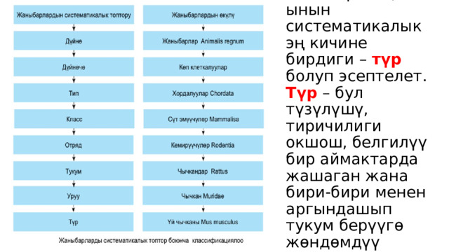 Жаныбарлардын классификациясынын систематикалык эң кичине бирдиги – түр болуп эсептелет.  Түр – бул түзүлүшү, тиричилиги окшош, белгилүү бир аймактарда жашаган жана бири-бири менен аргындашып тукум берүүгө жөндөмдүү жаныбарлардын тобу. 