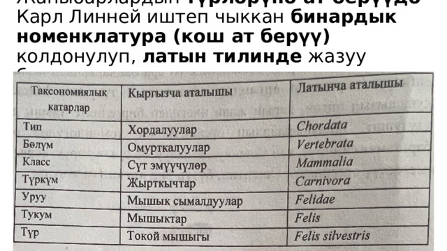 Жаныбарлардын түрлөрүнө ат берүүдө Карл Линней иштеп чыккан бинардык номенклатура (кош ат берүү) колдонулуп, латын тилинде жазуу белгиленген. 