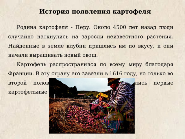  История появления картофеля Родина картофеля - Перу. Около 4500 лет назад люди случайно наткнулись на заросли неизвестного растения. Найденные в земле клубни пришлись им по вкусу, и они начали выращивать новый овощ. Картофель распространился по всему миру благодаря Франции. В эту страну его завезли в 1616 году, но только во второй половине 18 века здесь появились первые картофельные плантации. 