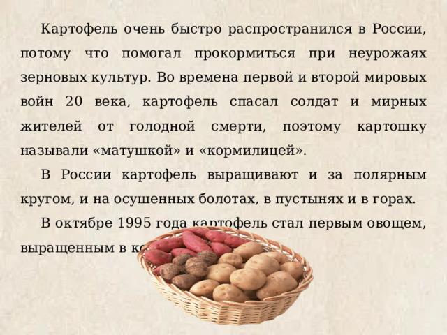 Картофель очень быстро распространился в России, потому что помогал прокормиться при неурожаях зерновых культур. Во времена первой и второй мировых войн 20 века, картофель спасал солдат и мирных жителей от голодной смерти, поэтому картошку называли «матушкой» и «кормилицей». В России картофель выращивают и за полярным кругом, и на осушенных болотах, в пустынях и в горах. В октябре 1995 года картофель стал первым овощем, выращенным в космосе. 