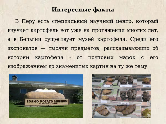 Интересные факты В Перу есть специальный научный центр, который изучает картофель вот уже на протяжении многих лет, а в Бельгии существует музей картофеля. Среди его экспонатов — тысячи предметов, рассказывающих об истории картофеля - от почтовых марок с его изображением до знаменитых картин на ту же тему. 
