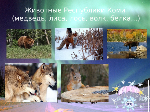 Животные Республики Коми  (медведь, лиса, лось, волк, белка…) 