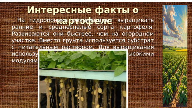 Интересные фак ты о картофеле На гидропонике рекомендуют выращивать ранние и среднеспелые сорта картофеля. Развиваются они быстрее, чем на огородном участке. Вместо грунта используется субстрат с питательным раствором. Для выращивания используют установки с объёмными высокими модулями. 