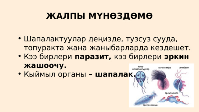 ЖАЛПЫ МҮНӨЗДӨМӨ Шапалактуулар деңизде, тузсуз сууда, топуракта жана жаныбарларда кездешет. Кээ бирлери паразит, кээ бирлери эркин жашоочу. Кыймыл органы – шапалак. Шапалактуулар деңизде, тузсуз сууда, топуракта жана жаныбарларда кездешет. Кээ бирлери паразит, кээ бирлери эркин жашоочу. Кыймыл органы – шапалак. 
