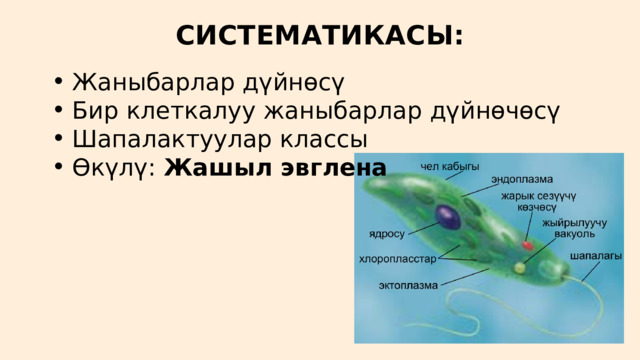СИСТЕМАТИКАСЫ: Жаныбарлар дүйнөсү Бир клеткалуу жаныбарлар дүйнөчөсү Шапалактуулар классы Өкүлү: Жашыл эвглена Жаныбарлар дүйнөсү Бир клеткалуу жаныбарлар дүйнөчөсү Шапалактуулар классы Өкүлү: Жашыл эвглена 