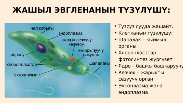 ЖАШЫЛ ЭВГЛЕНАНЫН ТҮЗҮЛҮШҮ: Тузсуз сууда жашайт. Клетканын түзүлүшү: Шапалак – кыймыл органы Хлоропласттар – фотосинтез жүргүзөт Ядро – башкы башкаруучу Көзчөк – жарыкты сезүүчү орган Эктоплазма жана эндоплазма Тузсуз сууда жашайт. Клетканын түзүлүшү: Шапалак – кыймыл органы Хлоропласттар – фотосинтез жүргүзөт Ядро – башкы башкаруучу Көзчөк – жарыкты сезүүчү орган Эктоплазма жана эндоплазма 