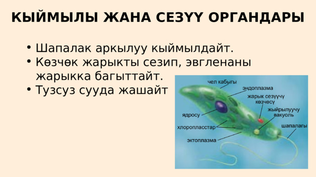КЫЙМЫЛЫ ЖАНА СЕЗҮҮ ОРГАНДАРЫ Шапалак аркылуу кыймылдайт. Көзчөк жарыкты сезип, эвгленаны жарыкка багыттайт. Тузсуз сууда жашайт Шапалак аркылуу кыймылдайт. Көзчөк жарыкты сезип, эвгленаны жарыкка багыттайт. Тузсуз сууда жашайт 