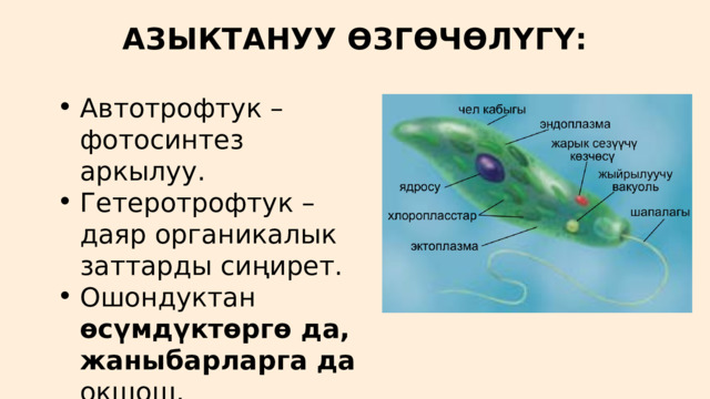 АЗЫКТАНУУ ӨЗГӨЧӨЛҮГҮ: Автотрофтук – фотосинтез аркылуу. Гетеротрофтук – даяр органикалык заттарды сиңирет. Ошондуктан өсүмдүктөргө да, жаныбарларга да окшош. Автотрофтук – фотосинтез аркылуу. Гетеротрофтук – даяр органикалык заттарды сиңирет. Ошондуктан өсүмдүктөргө да, жаныбарларга да окшош. 