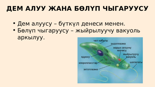 ДЕМ АЛУУ ЖАНА БӨЛҮП ЧЫГАРУУСУ Дем алуусу – бүткүл денеси менен. Бөлүп чыгаруусу – жыйрылуучу вакуоль аркылуу. Дем алуусу – бүткүл денеси менен. Бөлүп чыгаруусу – жыйрылуучу вакуоль аркылуу. 