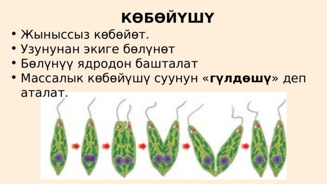 КӨБӨЙҮШҮ Жыныссыз көбөйөт. Узунунан экиге бөлүнөт Бөлүнүү ядродон башталат Массалык көбөйүшү суунун « гүлдөшү » деп аталат. Жыныссыз көбөйөт. Узунунан экиге бөлүнөт Бөлүнүү ядродон башталат Массалык көбөйүшү суунун « гүлдөшү » деп аталат. 