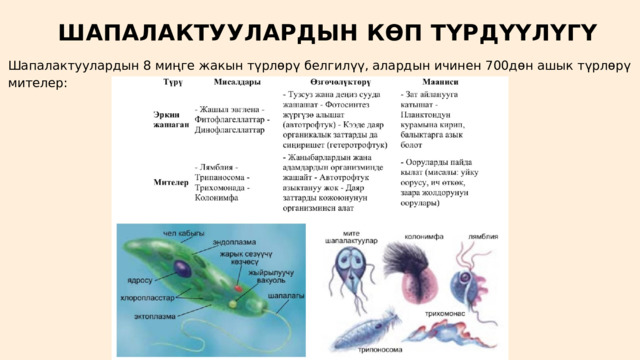 ШАПАЛАКТУУЛАРДЫН КӨП ТҮРДҮҮЛҮГҮ Шапалактуулардын 8 миңге жакын түрлөрү белгилүү, алардын ичинен 700дөн ашык түрлөрү мителер: 