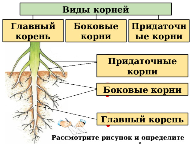 Виды корней Главный корень Придаточные корни Боковые корни ? Придаточные корни ? Боковые корни ё ? Главный корень Рассмотрите рисунок и определите виды корней  