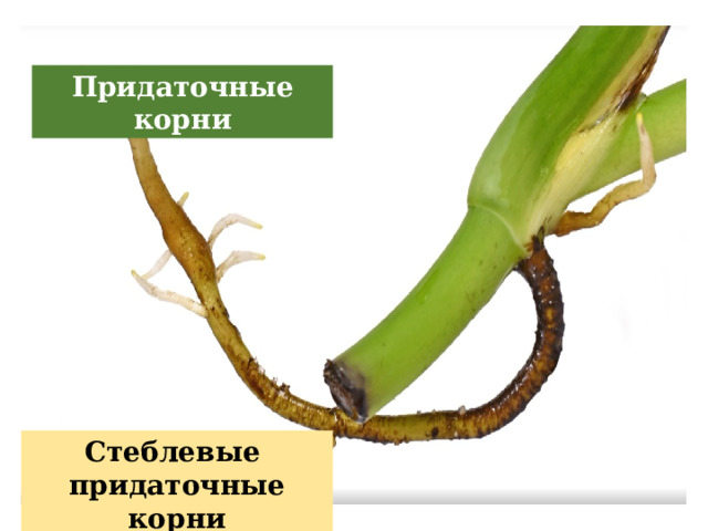 Придаточные корни Стеблевые придаточные корни 