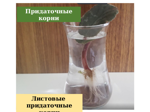 Придаточные корни Листовые придаточные корни  
