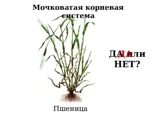 Мочковатая корневая система ДА или НЕТ? ДА Да и нет Пшеница 18 