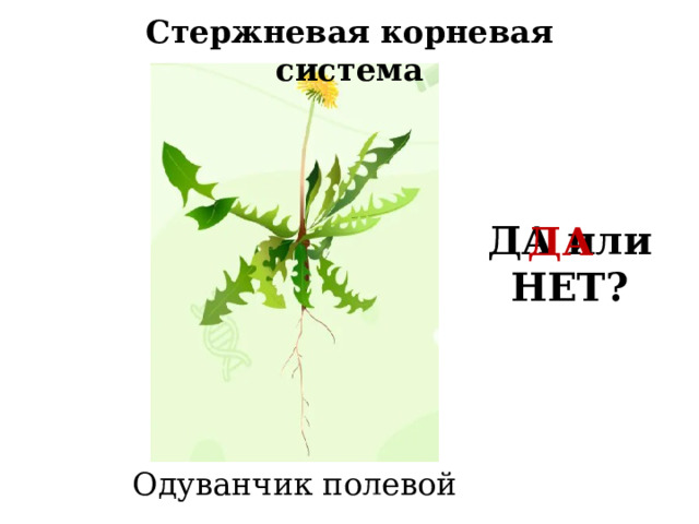 Стержневая корневая система ДА или НЕТ? ДА Одуванчик полевой 