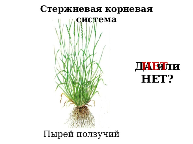 Стержневая корневая система ДА или НЕТ? НЕТ Пырей ползучий 