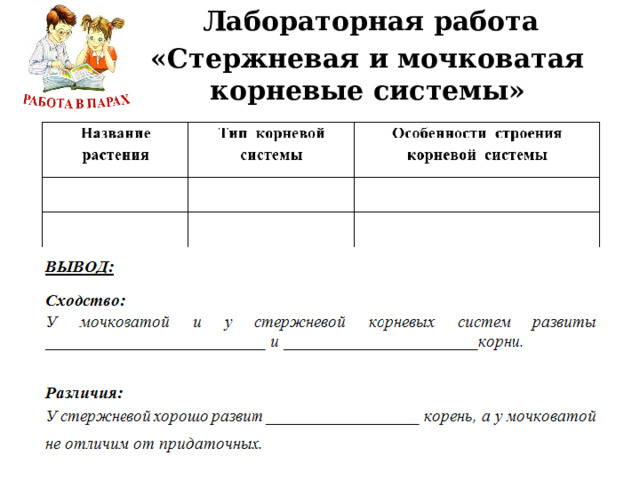 Лабораторная работа «Стержневая и мочковатая корневые системы» 
