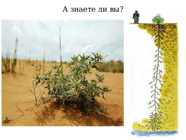 А знаете ли вы?  