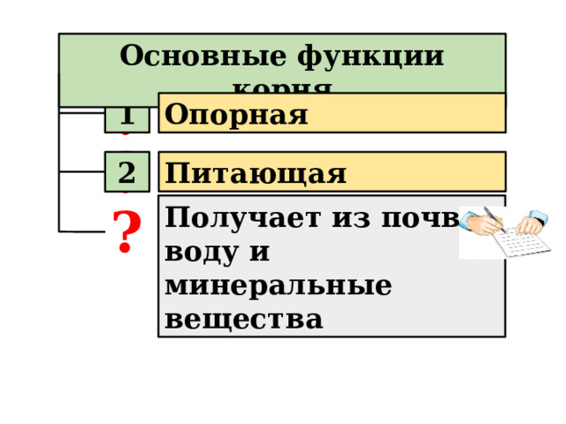 Основные функции корня ? 1 Опорная ? Питающая 2 ? Получает из почвы воду и минеральные вещества 