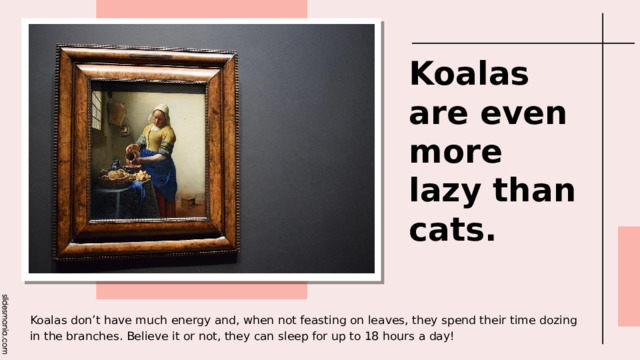 Koalas are even more lazy than cats. Koalas don’t have much energy and, when not feasting on leaves, they spend their time dozing in the branches. Believe it or not, they can sleep for up to 18 hours a day! 