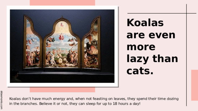 Koalas are even more lazy than cats. Koalas don’t have much energy and, when not feasting on leaves, they spend their time dozing in the branches. Believe it or not, they can sleep for up to 18 hours a day! 