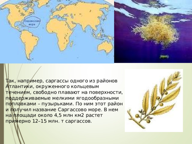Так, например, саргассы одного из районов Атлантики, окруженного кольцевым течением, свободно плавают на поверхности, поддерживаемые мелкими ягодообразными поплавками – пузырьками. По ним этот район и получил название Саргассово море. В нем на площади около 4,5 млн км2 растет примерно 12–15 млн. т саргассов. 