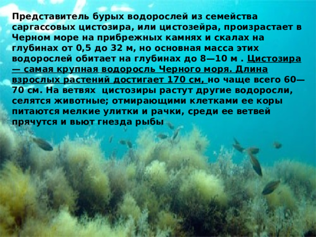 Представитель бурых водорослей из семейства саргассовых цистозира, или цистозейра, произрастает в Черном море на прибрежных камнях и скалах на глубинах от 0,5 до 32 м, но основная масса этих водорослей обитает на глубинах до 8—10 м .  Цистозира — самая крупная водоросль Черного моря. Длина взрослых растений достигает 170 см, но чаще всего 60—70 см. На ветвях цистозиры растут другие водоросли, селятся животные; отмирающими клетками ее коры питаются мелкие улитки и рачки, среди ее ветвей прячутся и вьют гнезда рыбы  