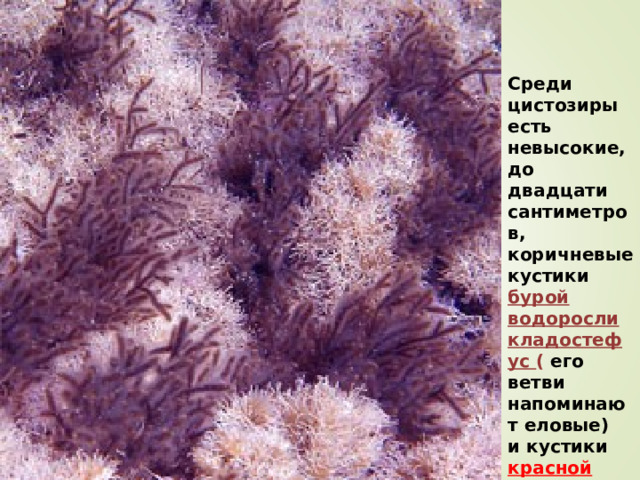 Среди цистозиры есть невысокие, до двадцати сантиметров, коричневые кустики бурой водоросли кладостефус ( его ветви напоминают еловые) и кустики красной водоросли кораллины . 