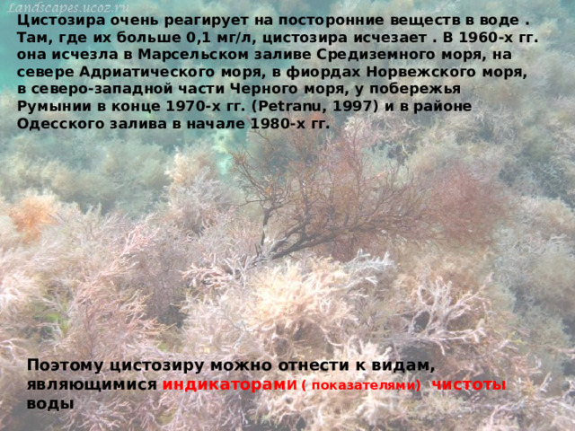 Цистозира очень реагирует на посторонние веществ в воде . Там, где их больше 0,1 мг/л, цистозира исчезает . В 1960-х гг. она исчезла в Марсельском заливе Средиземного моря, на севере Адриатического моря, в фиордах Норвежского моря, в северо-западной части Черного моря, у побережья Румынии в конце 1970-х гг. (Petranu, 1997) и в районе Одесского залива в начале 1980-х гг. Поэтому цистозиру можно отнести к видам, являющимися индикаторам И ( показателями) чистоты воды 