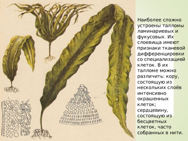 Наиболее сложно устроены талломы ламинариевых и фукусовых. Их слоевища имеют признаки тканевой дифференцировки со специализацией клеток. В их талломе можно различить: кору, состоящую из нескольких слоёв интенсивно окрашенных клеток; сердцевину, состоящую из бесцветных клеток, часто собранных в нити. 