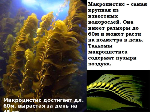 Макроцистис достигает дл. 60м, вырастая за день на 45 см 