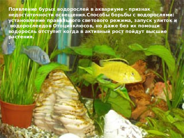 Появление бурых водорослей в аквариуме - признак недостаточности освещения.Способы борьбы с водорослями: установление правильного светового режима, запуск улиток и водорослеедов Отоцинклюсов, но даже без их помощи водоросль отступит когда в активный рост пойдут высшие растения. . 